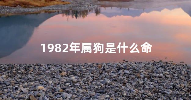 1982年属狗是什么命