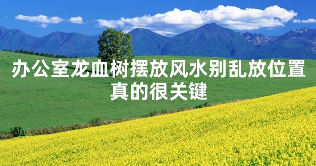 办公室龙血树摆放风水别乱放位置真的很关键
