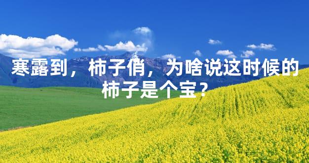 寒露到，柿子俏，为啥说这时候的柿子是个宝？