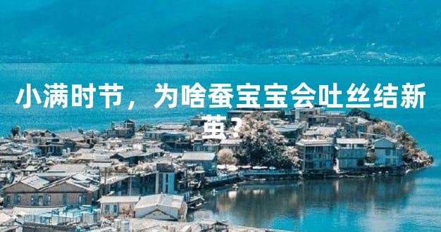 小满时节，为啥蚕宝宝会吐丝结新茧？