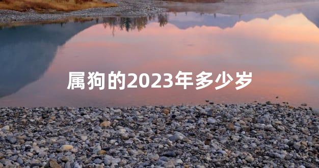 属狗的2023年多少岁