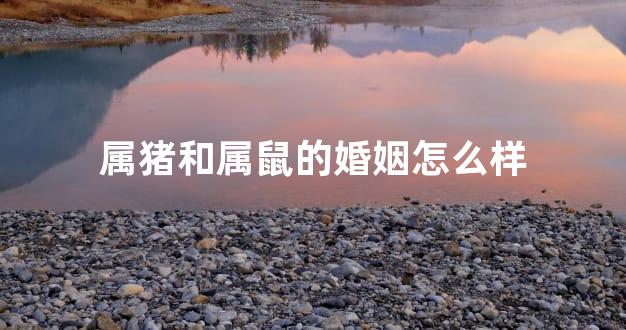 属猪和属鼠的婚姻怎么样