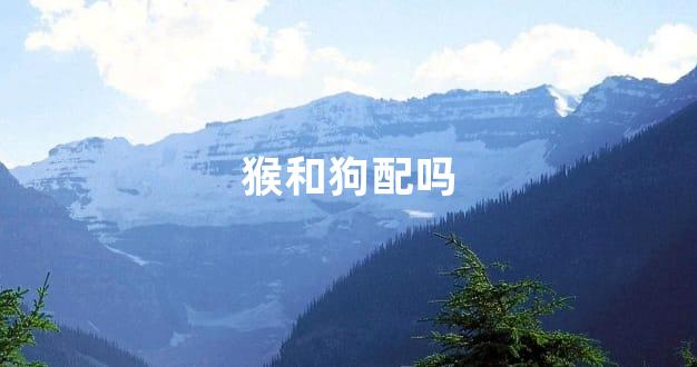 猴和狗配吗