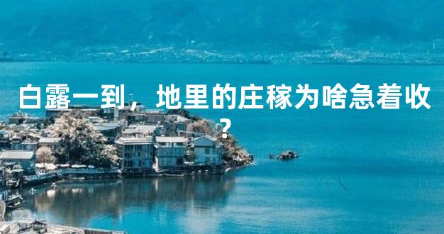 白露一到，地里的庄稼为啥急着收？