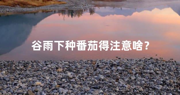 谷雨下种番茄得注意啥？