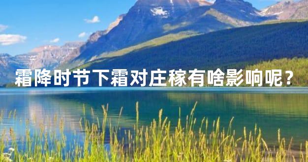 霜降时节下霜对庄稼有啥影响呢？