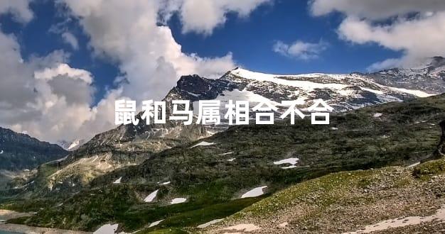 鼠和马属相合不合