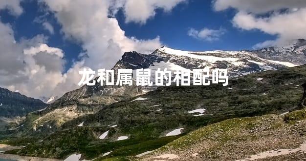 龙和属鼠的相配吗