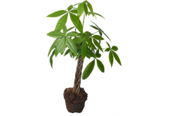 家居植物招财风水布局法，选择植物是关