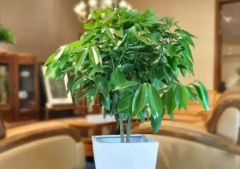 办公风水招财，招财好运势