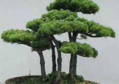 店里招财的风水植物作用 植物吉祥如意的方位摆放
