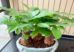 招财树的风水作用，如何使用招财树