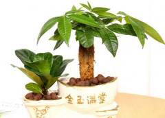 风水里招财的树特点 招财树在风水学中的地位