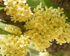 招财镇宅的花卉有什么风水，专业花卉师给你介绍花卉中的风水