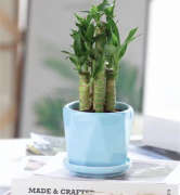 什么是文昌竹 你家有种植吗