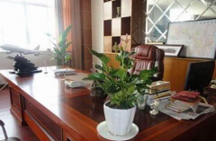 办公室放什么植物风水好，这四种适合请进来