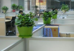 教师办公桌风水，可以摆放绿植改善风水