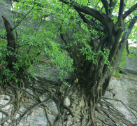老房子墙上长榕树风水好不好 风水效果和位置养护等因素密不可分