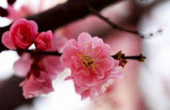今年哪些生肖有烂桃花运呢 有烂桃花需要注意什么