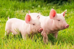 猪的组词有哪些 分别代表了什么含义