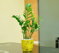 金钱树与招财树的风水作用，它们应该摆放在哪里