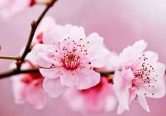 风水中发财桃花方法，让你快速改善你的财运和桃花运